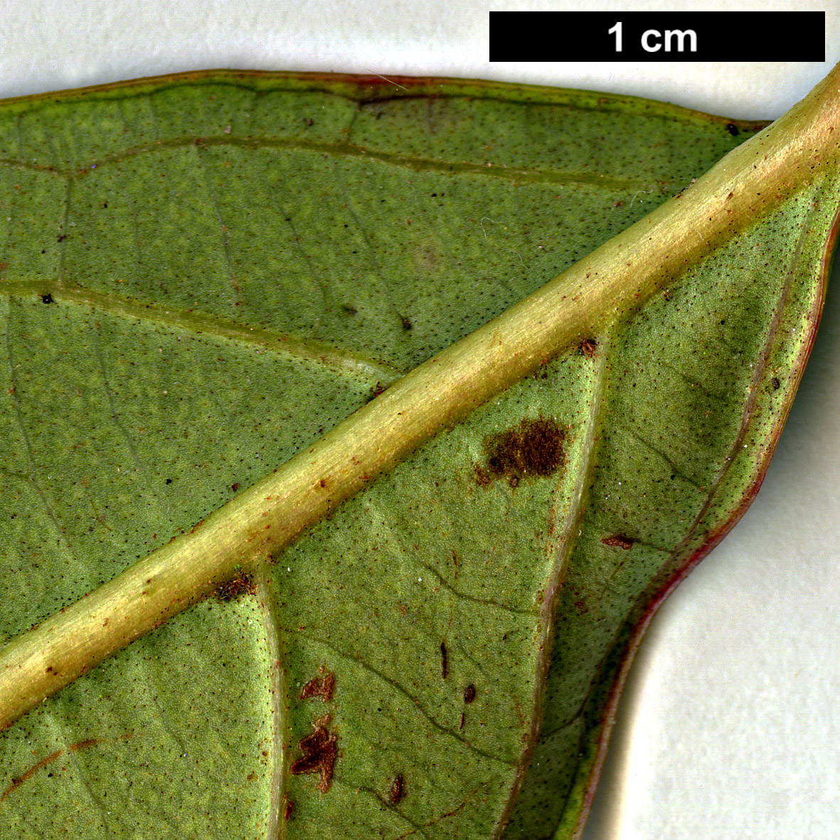 High resolution image: Family: Adoxaceae - Genus: Viburnum - Taxon: odoratissimum - SpeciesSub: var. arboricola